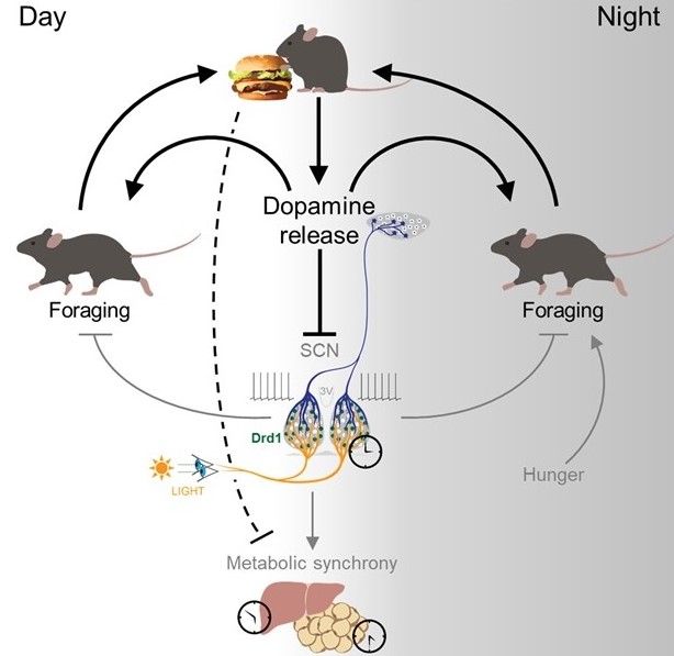 Guler lab diagram