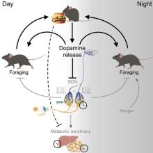 Guler lab diagram