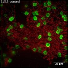 Cellular neuroscience image