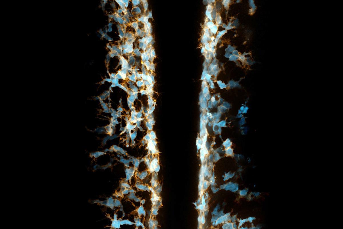 Zhu image of cells